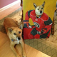 Illustration for article titled Minnesota Wild Fans Get Custom Portrait Of Their Dog As A Hockey Player